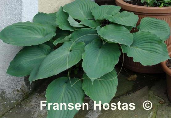 Hosta Moonlight Sonata